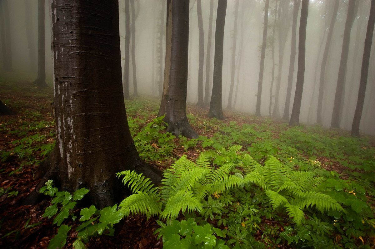 Papermoon Fototapete Mystischer Wald
