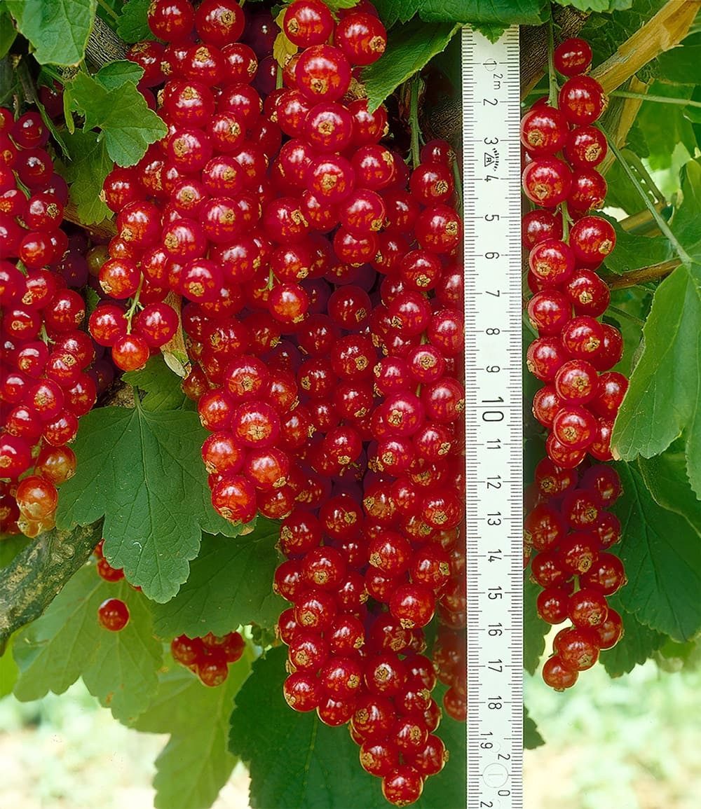 BALDUR Garten Obstpflanze Johannisbeere 'Rote Rovada®', 1 St., Selbstbefruchtend, winterhart, essbar, pflegeleicht