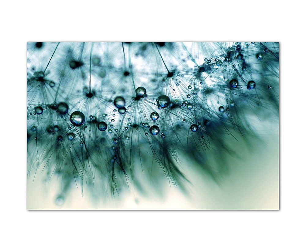 Sinus Art Leinwandbild 120x80cm Löwenzahn Pusteblume Wassertropfen