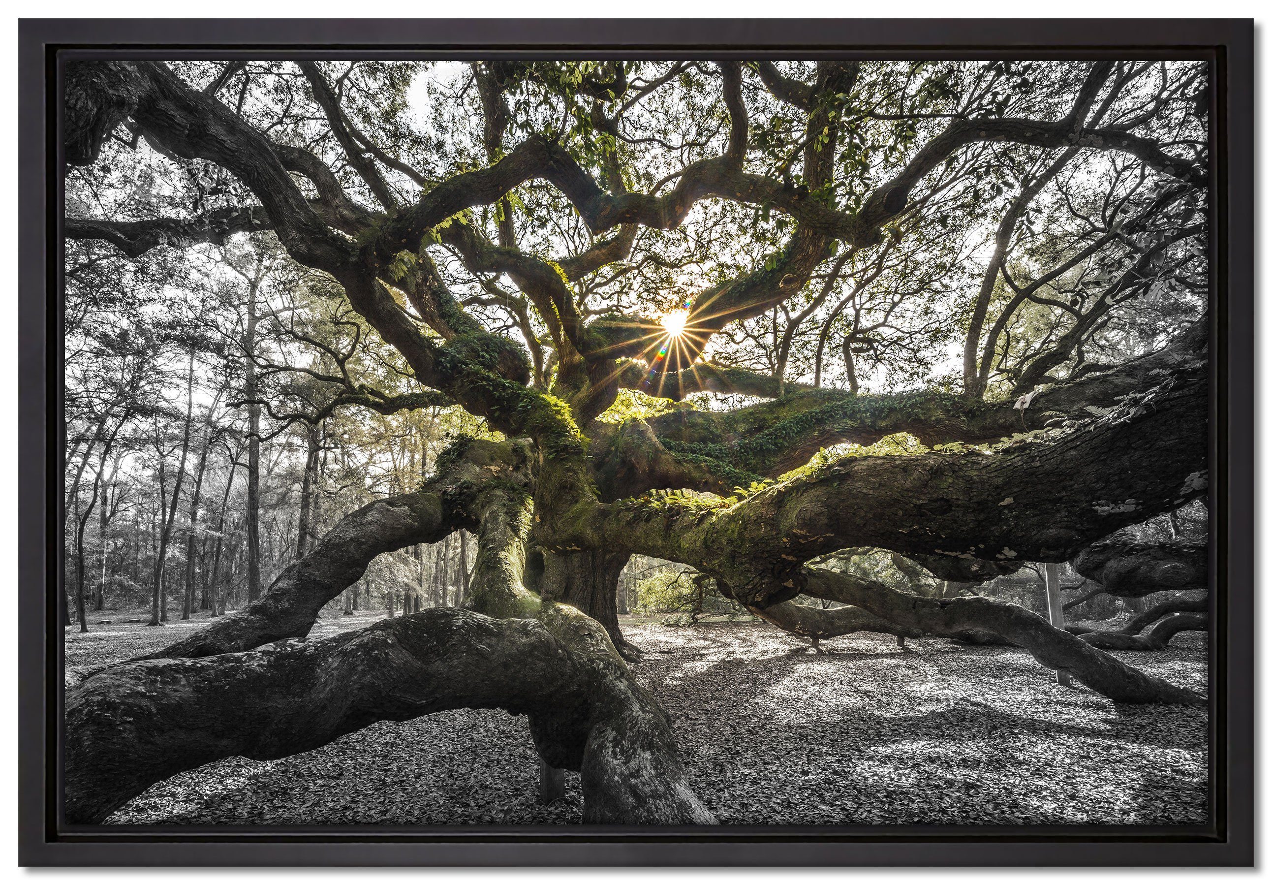 Pixxprint Leinwandbild gigantisch verzweigter Baum, Wanddekoration (1 St), Leinwandbild fertig bespannt, in einem Schattenfugen-Bilderrahmen gefasst, inkl. Zackenaufhänger