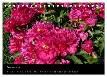 CALVENDO Wandkalender Pfingstrosen (Tischkalender 2024 DIN A5 quer), CALVENDO Monatskalender