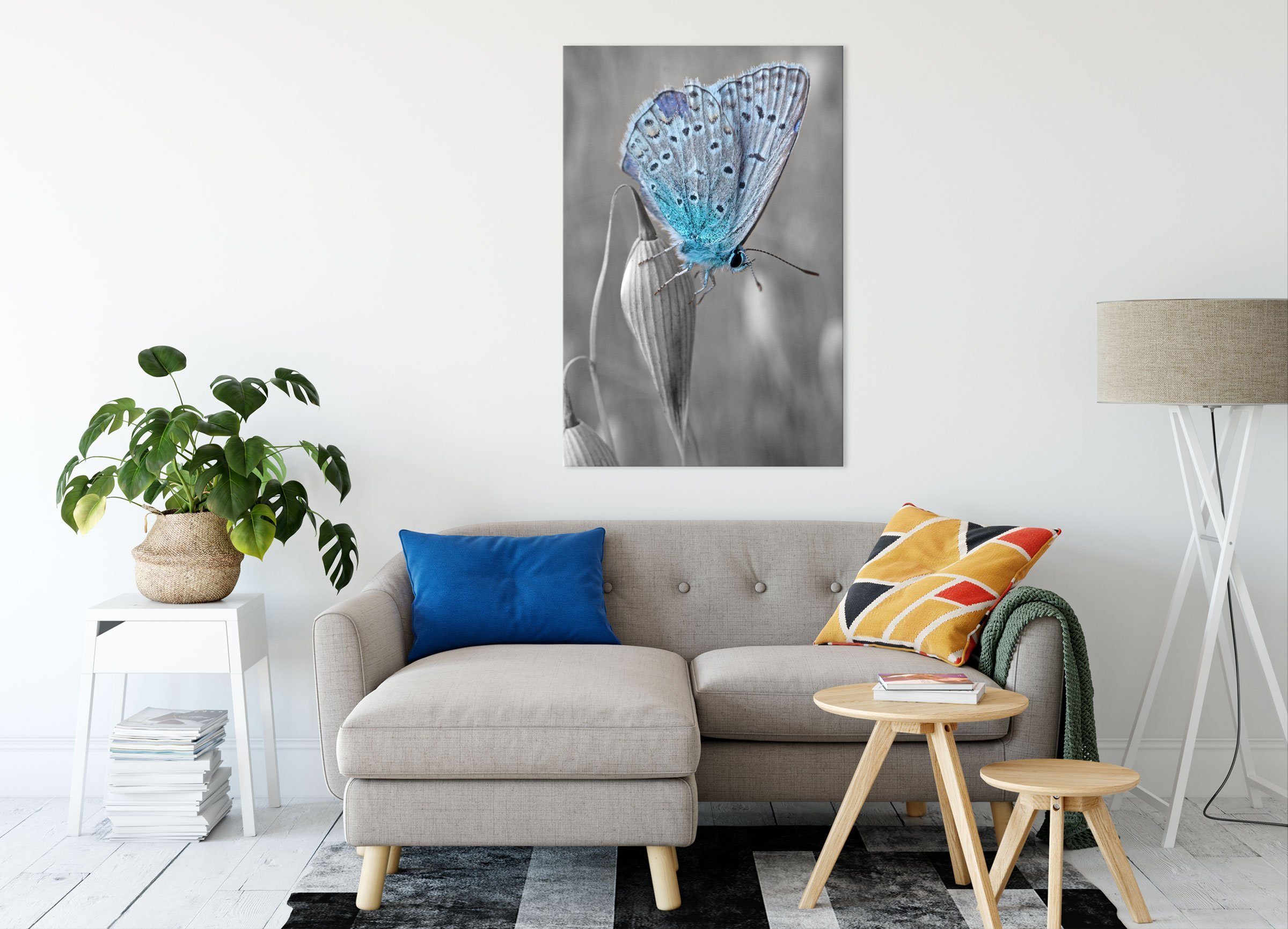 Pixxprint Leinwandbild Leinwandbild Schmetterling, St), Schmetterling blauer Zackenaufhänger (1 inkl. bespannt, fertig blauer wunderschöner wunderschöner
