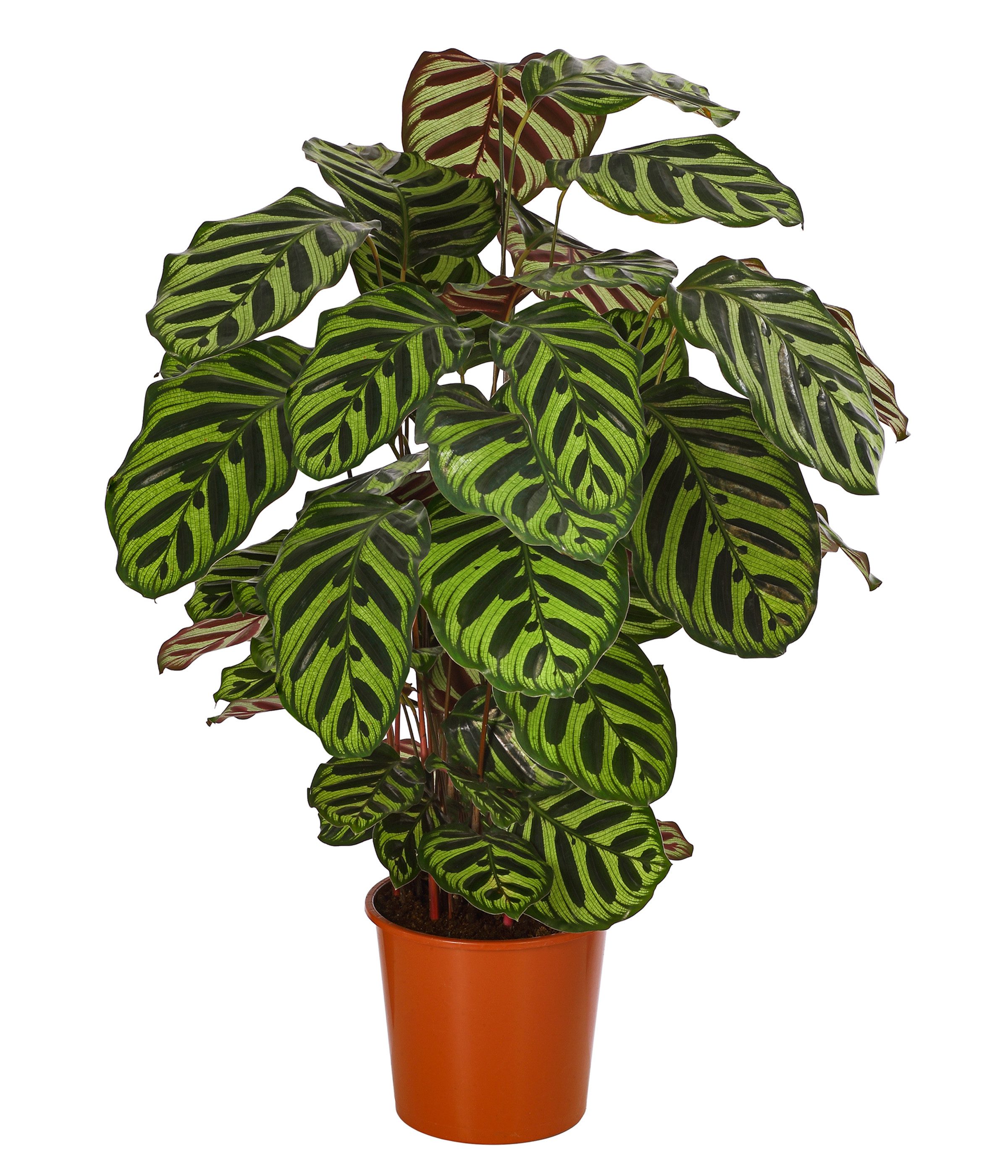 Dehner Zimmerpflanze Korbmarante Makoyana, Calathea, luftreinigende Wirkung