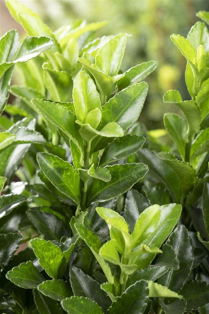 Pflanzen für Dich Bodendecker Euonymus japonicus 'Green Spire', 1 St., Japanischer Spindelstrauch, immergrün, säulenförmig