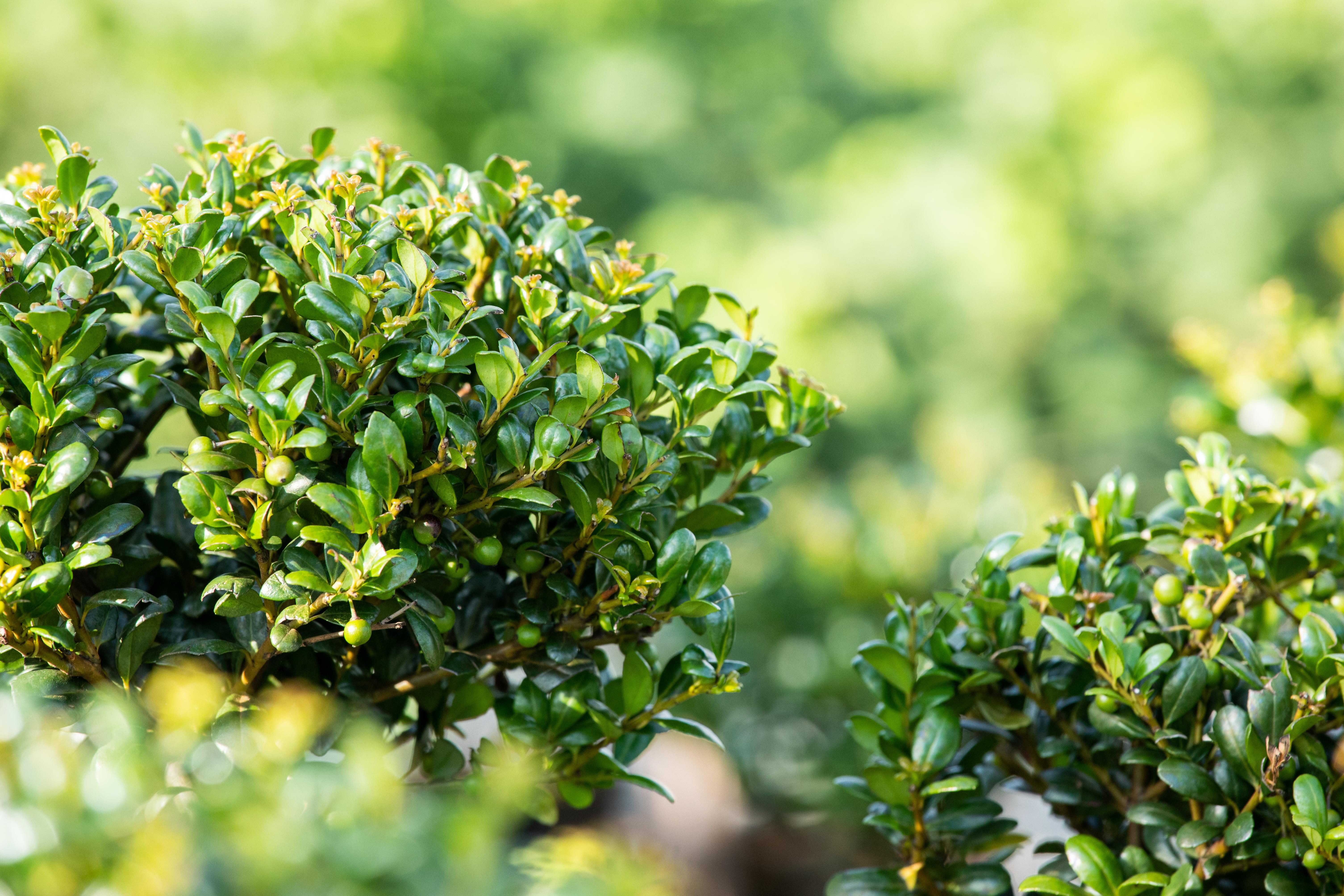 Garten von Ehren Zierstrauch Ilex crenata Convexa Containerware 25-30 cm hoch
