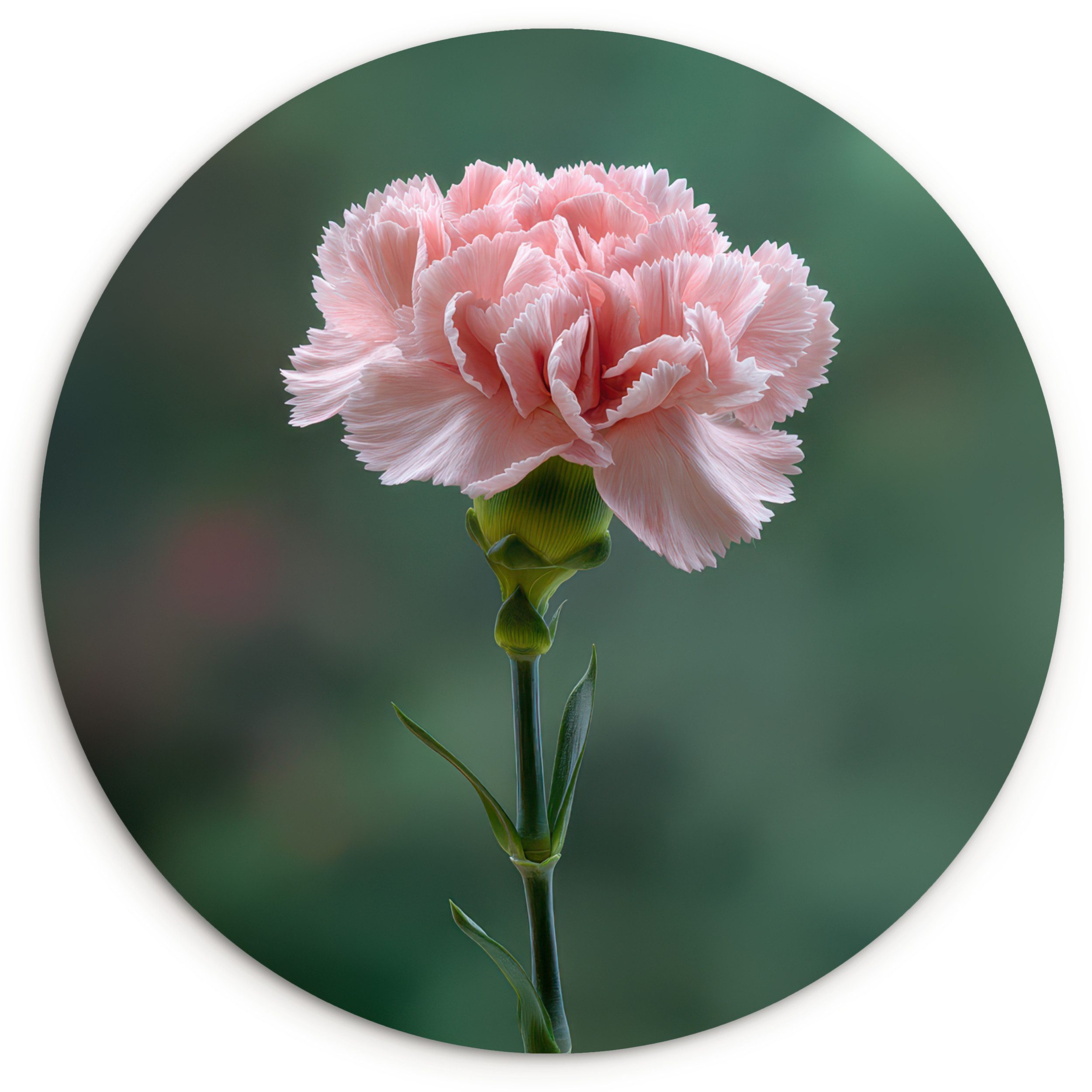 MuchoWow Gemälde Nelke - Rosa - Blütenblätter, Fotodruck (1 St), Kreis Wanddekoration, Rundes Wandbild, 30x30 cm