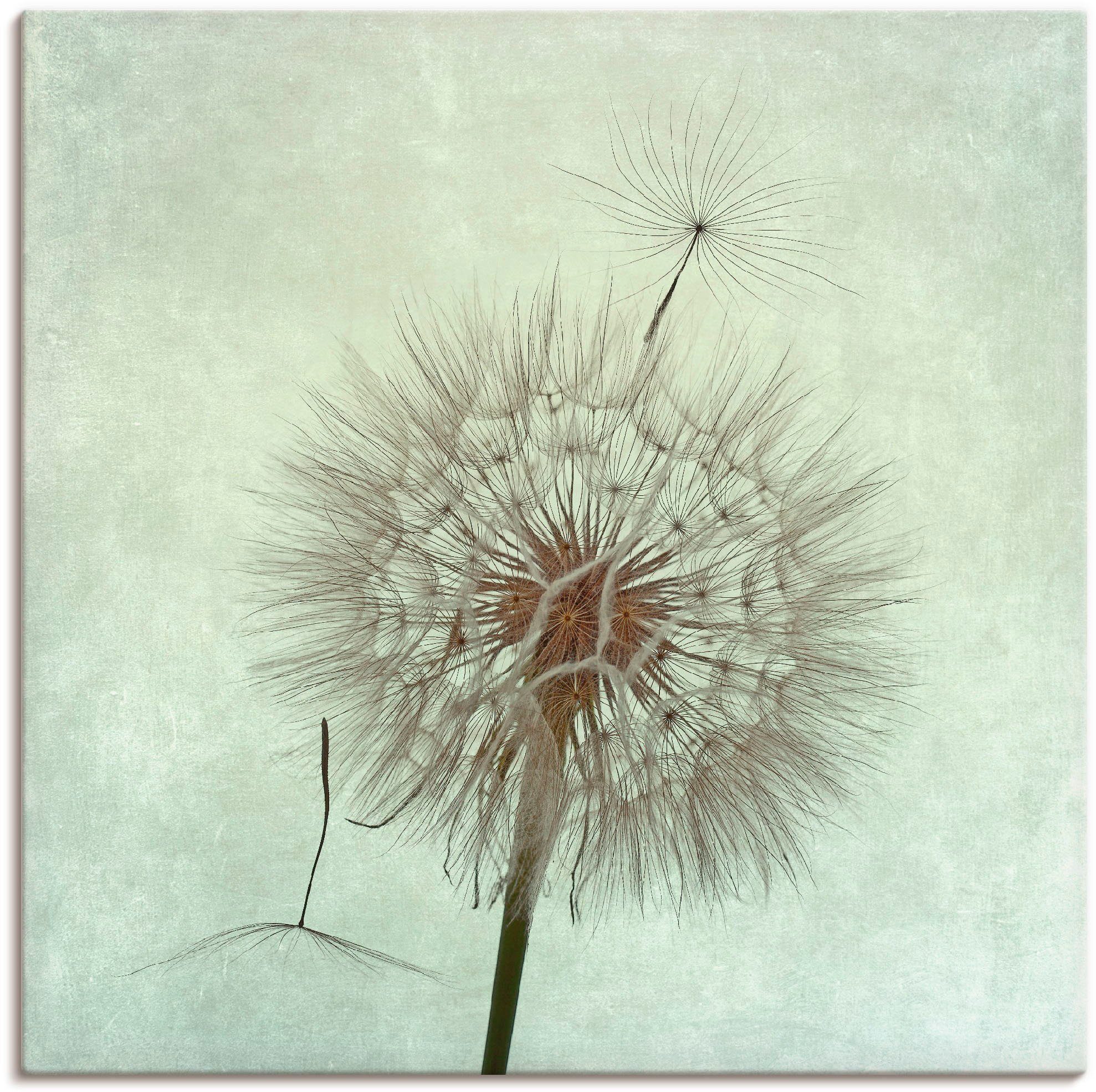 Artland Leinwandbild Pusteblume II, Blumen (1 St), auf Holzrahmen gespannt