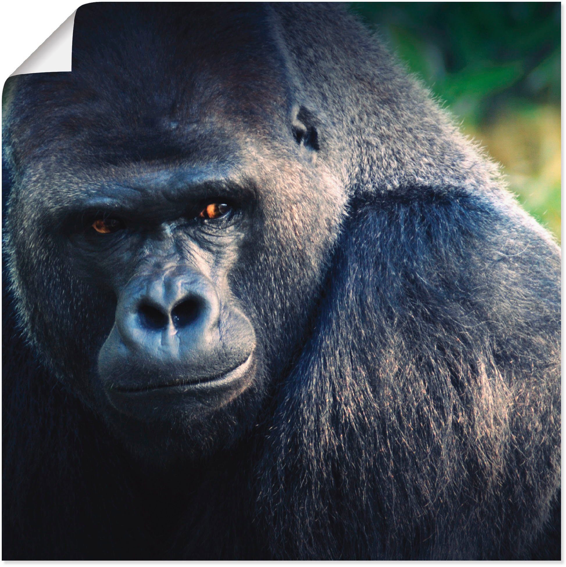 (1 Poster Gorilla, in Artland Wildtiere Wandaufkleber Wandbild Größen als St), Leinwandbild, versch. oder