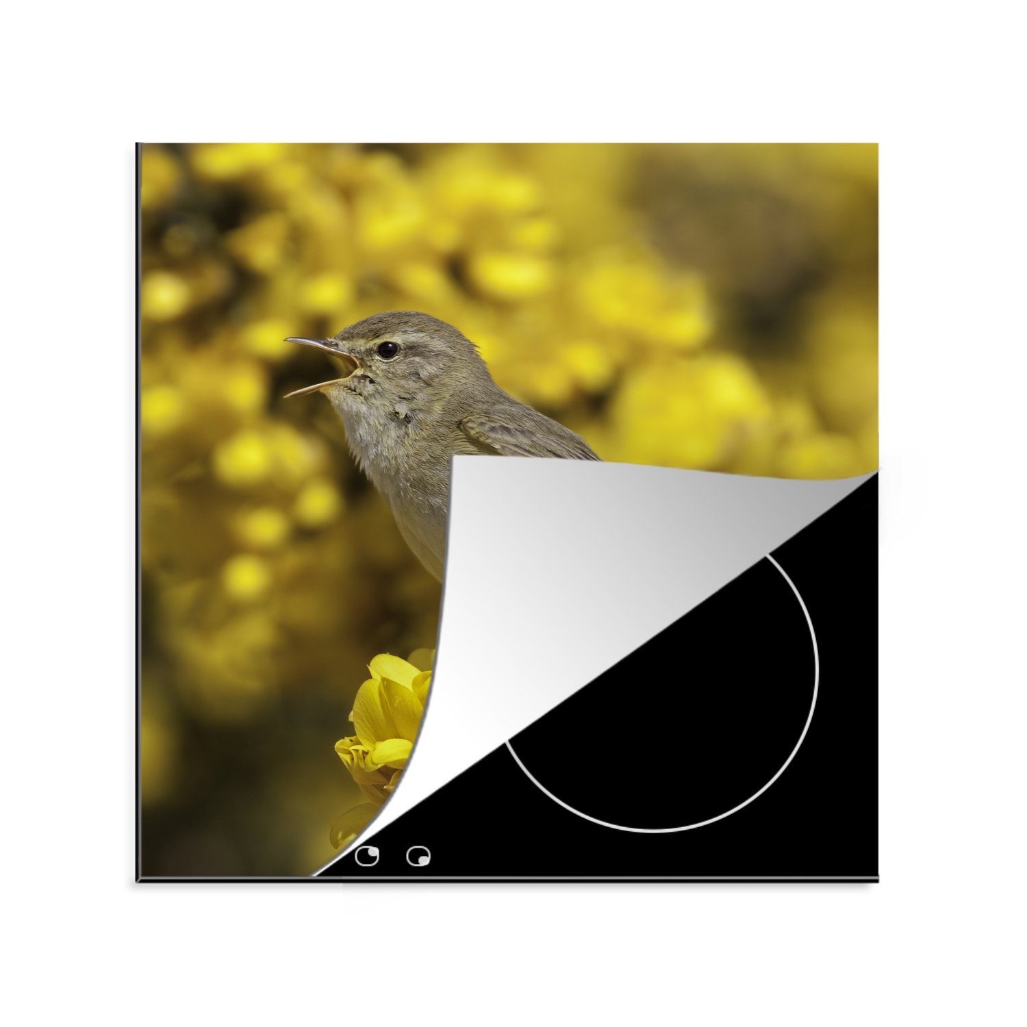 MuchoWow Herdblende-/Abdeckplatte Fitis auf gelben Blumen, Vinyl, (1 tlg), 78x78 cm, Ceranfeldabdeckung, Arbeitsplatte für küche | Herdabdeckplatten