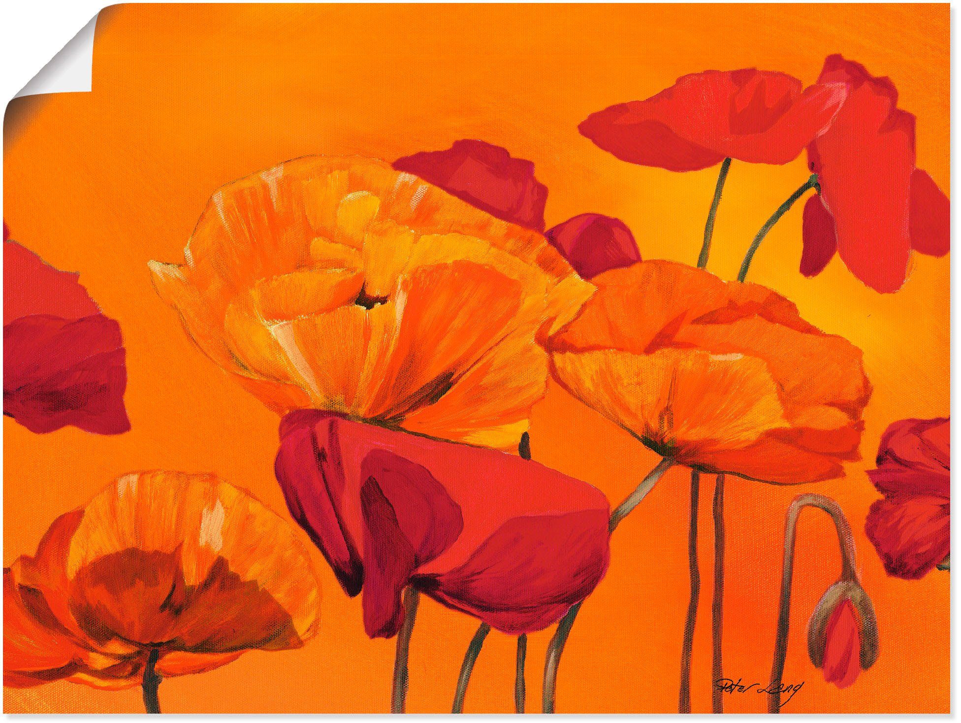 Artland Wandbild Mohnblume, Blumen (1 St), als Alubild, Leinwandbild, Wandaufkleber oder Poster in versch. Größen | Poster