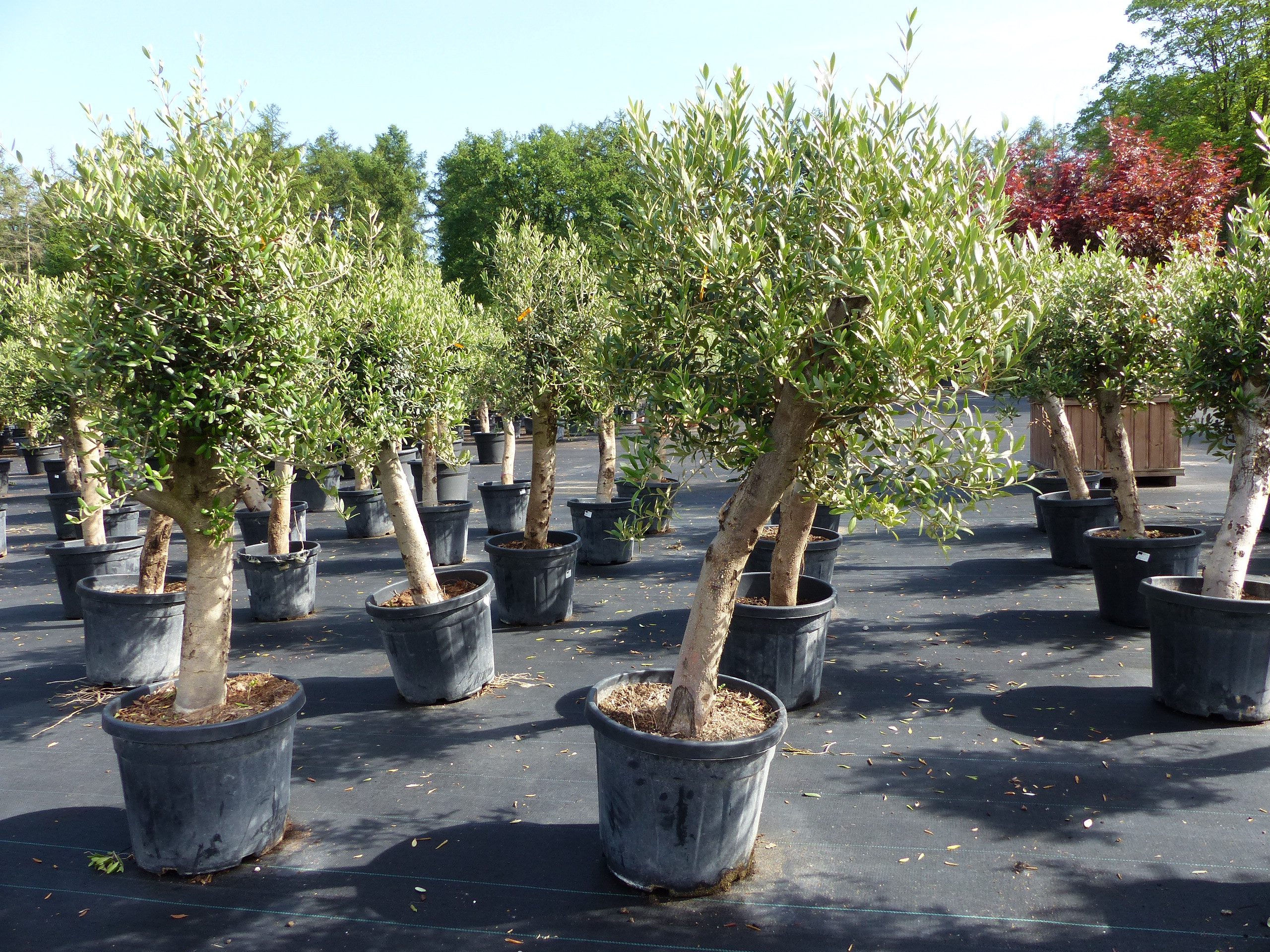 gruenwaren jakubik Olivenbaum Olivenbaum Olive "Angebot" 150 - 180 cm, winterhart, Olea Europaea