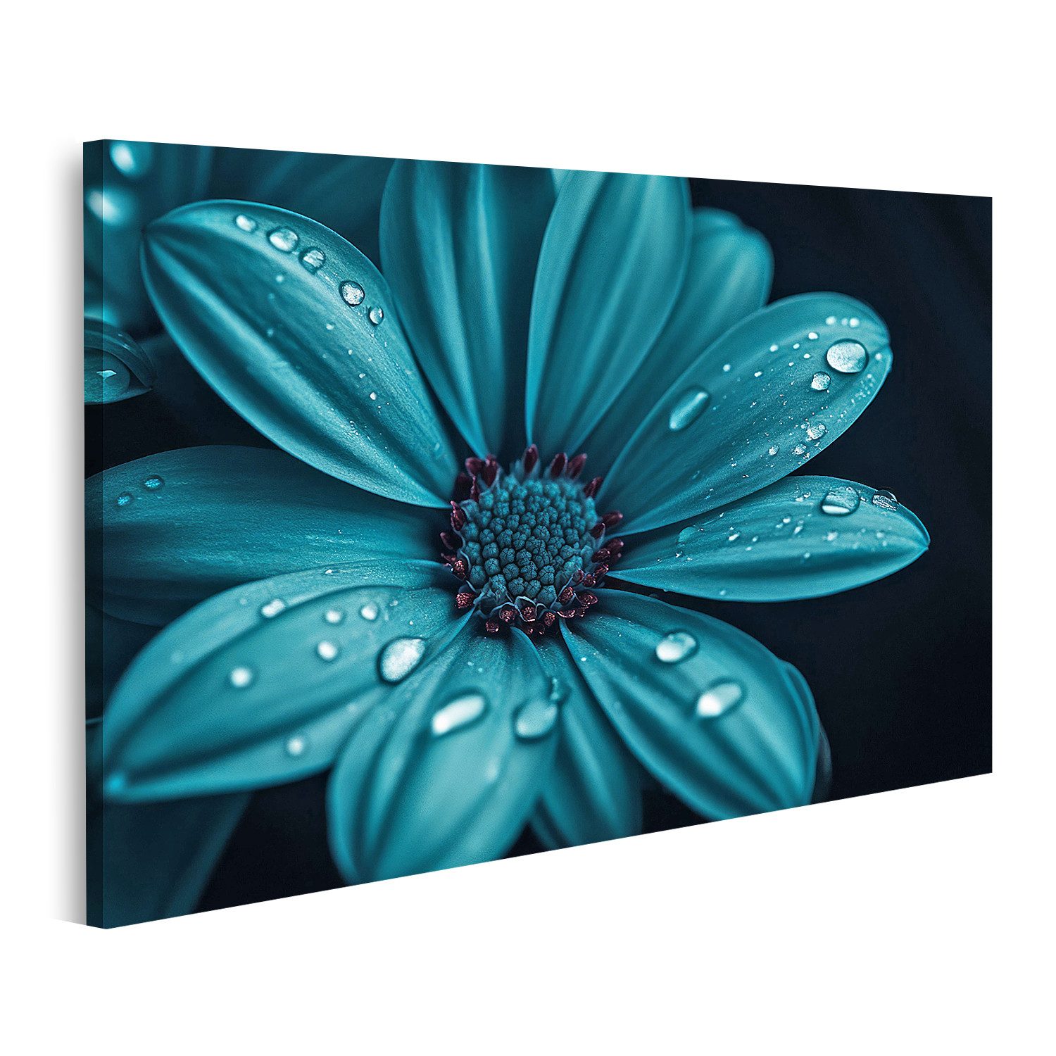 islandburner Leinwandbild, Türkisfarbene Blume mit Wassertropfen