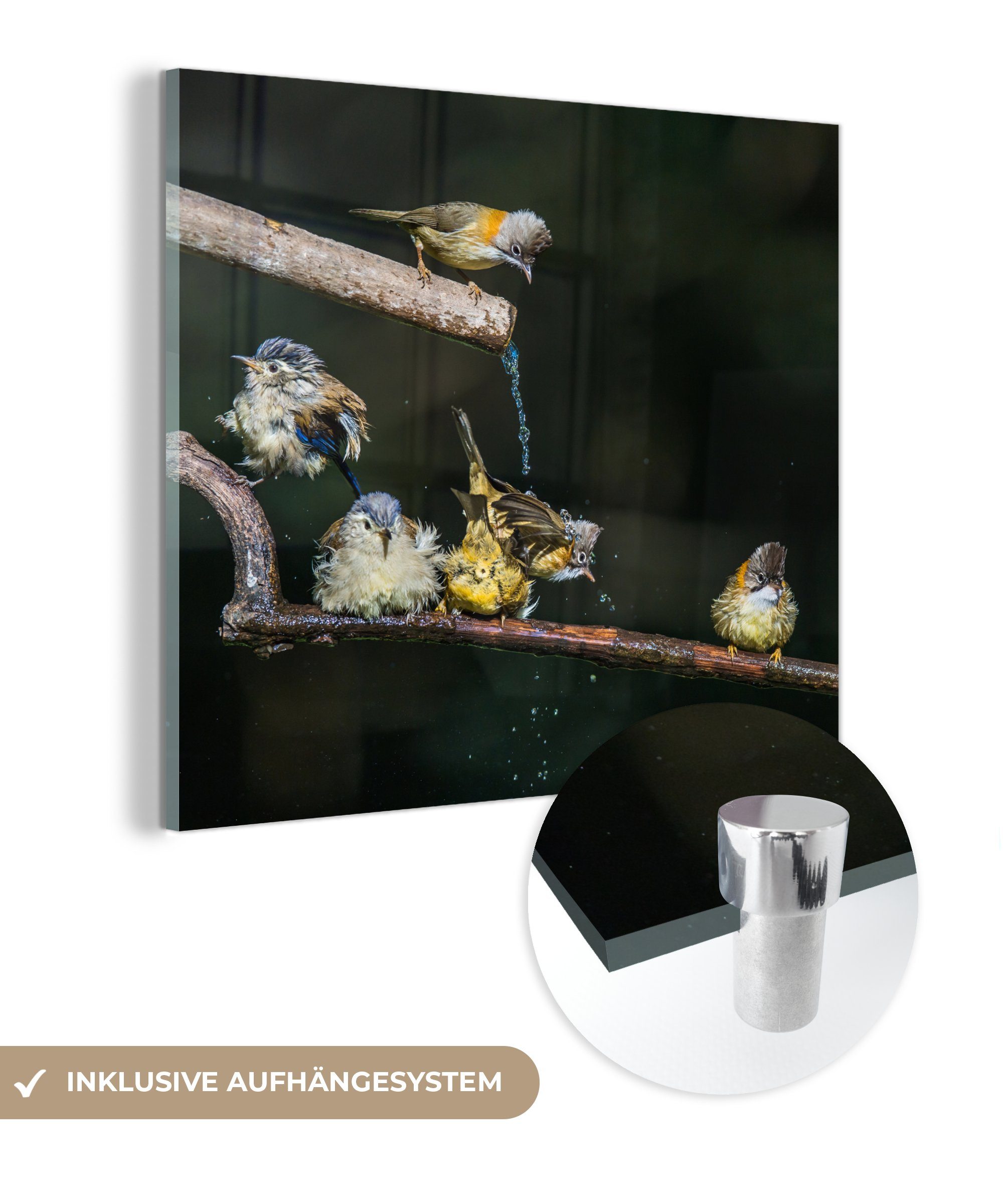 MuchoWow Acrylglasbild Vogel - Zweig - Wasser, (1 St), Glasbilder - Bilder auf Glas Wandbild - Foto auf Glas - Wanddekoration