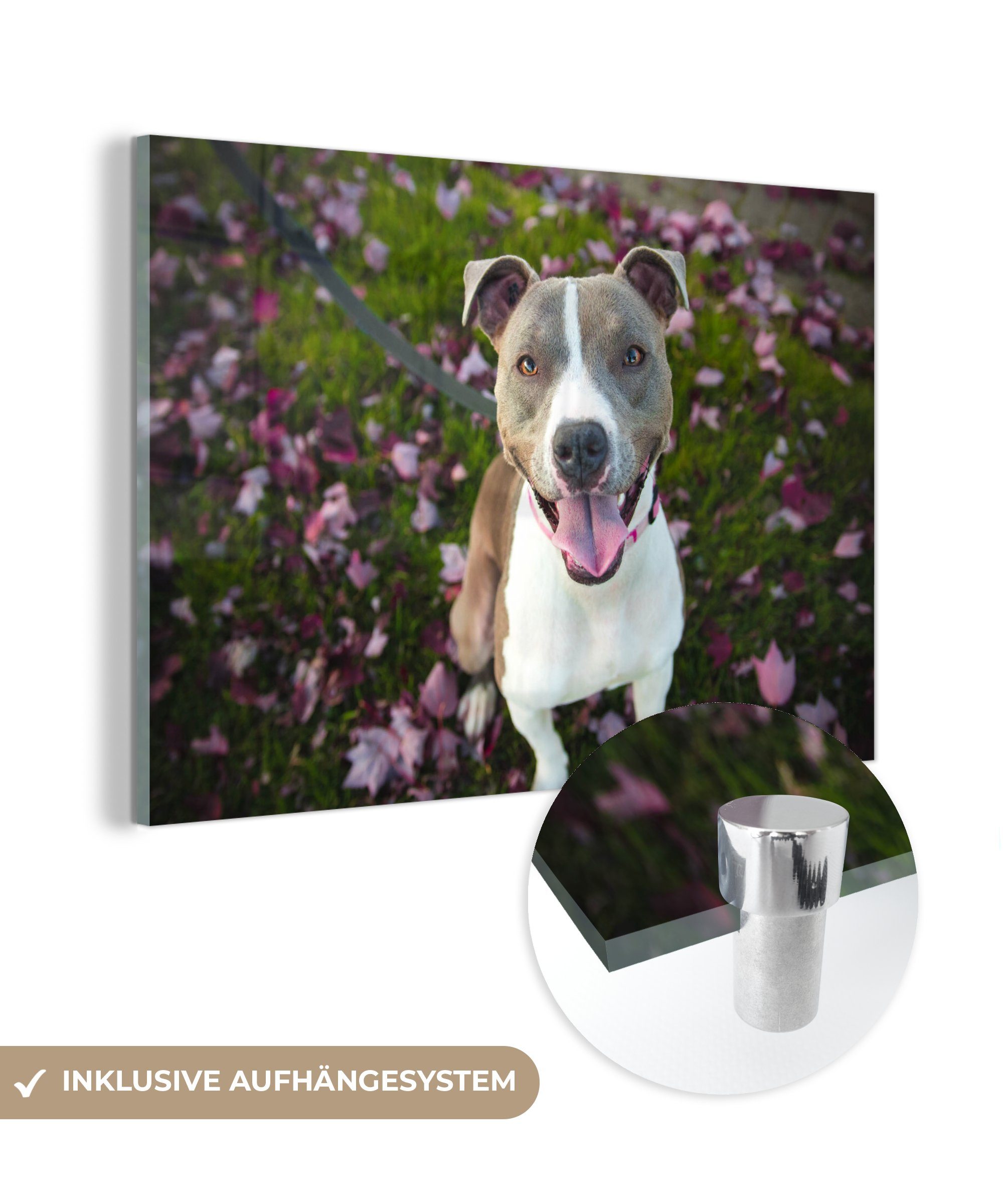 MuchoWow Acrylglasbild Hund - Gras - Blumen, (1 St), Acrylglasbilder Wohnzimmer & Schlafzimmer