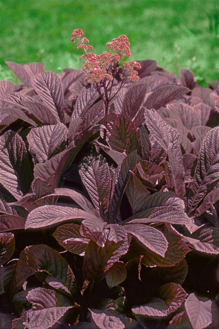 Pflanzen für Dich Staude Rodgersia pin. Chocolate Wings, 1 St., Schaublatt