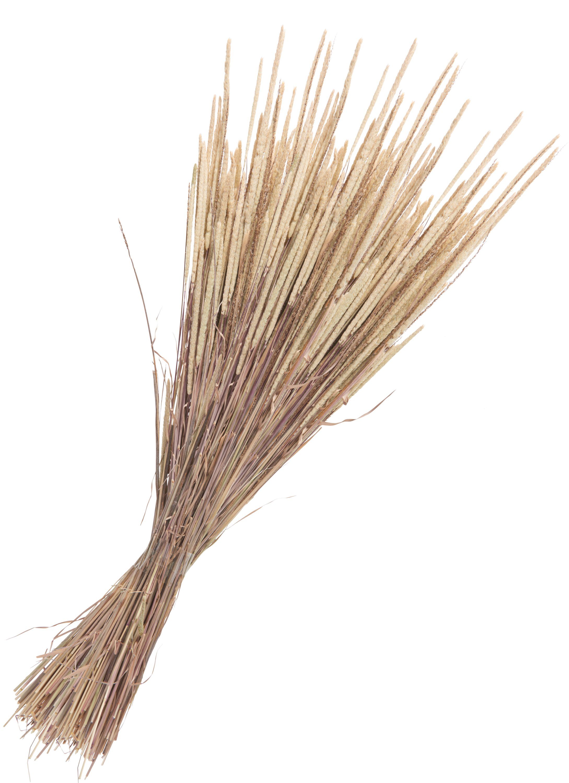 Kunstpflanze Phleum Pratensis, Othmar Decorations, 55 cm Natur