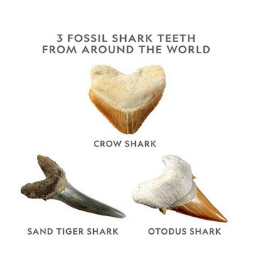 NATIONAL GEOGRAPHIC Lernspielzeug RTNGSHARKINT, Shark Tooth Dig Kit
