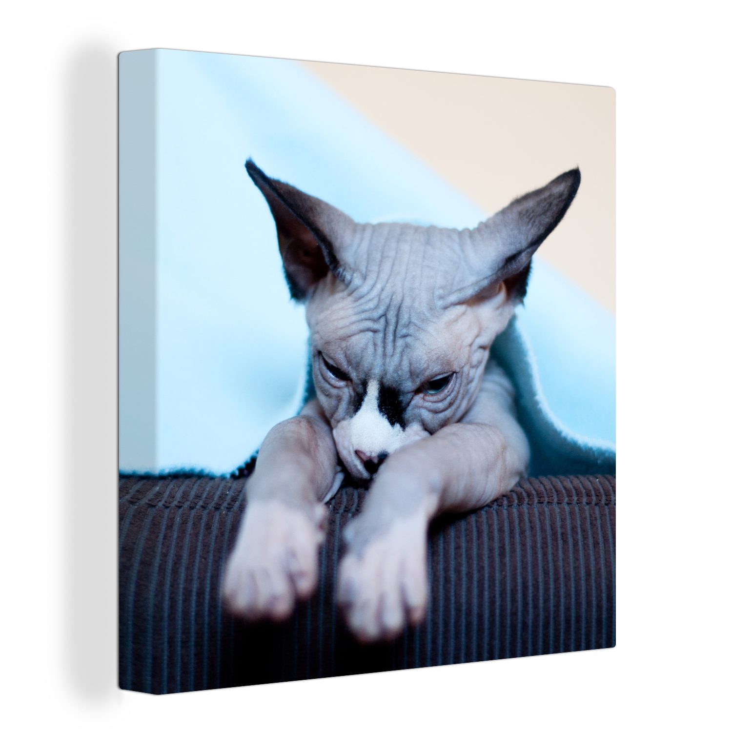 (1 schläfrige Schlafzimmer Wohnzimmer Sphynx-Katze Eine Leinwandbild St), OneMillionCanvasses® auf Bilder Leinwand dem Sofa, für
