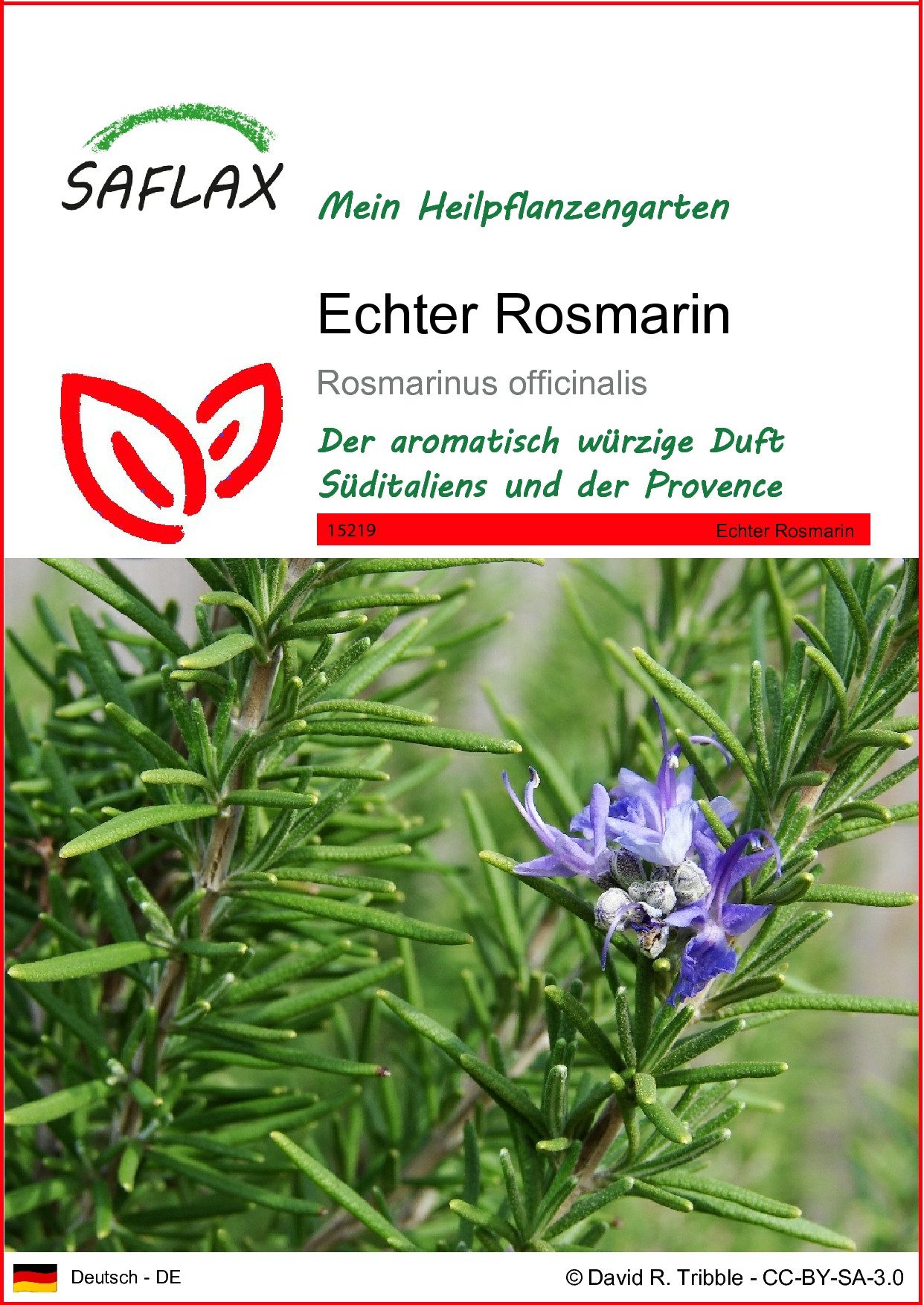 SAFLAX Blumensamen SAFLAX - Samen - Echter Rosmarin