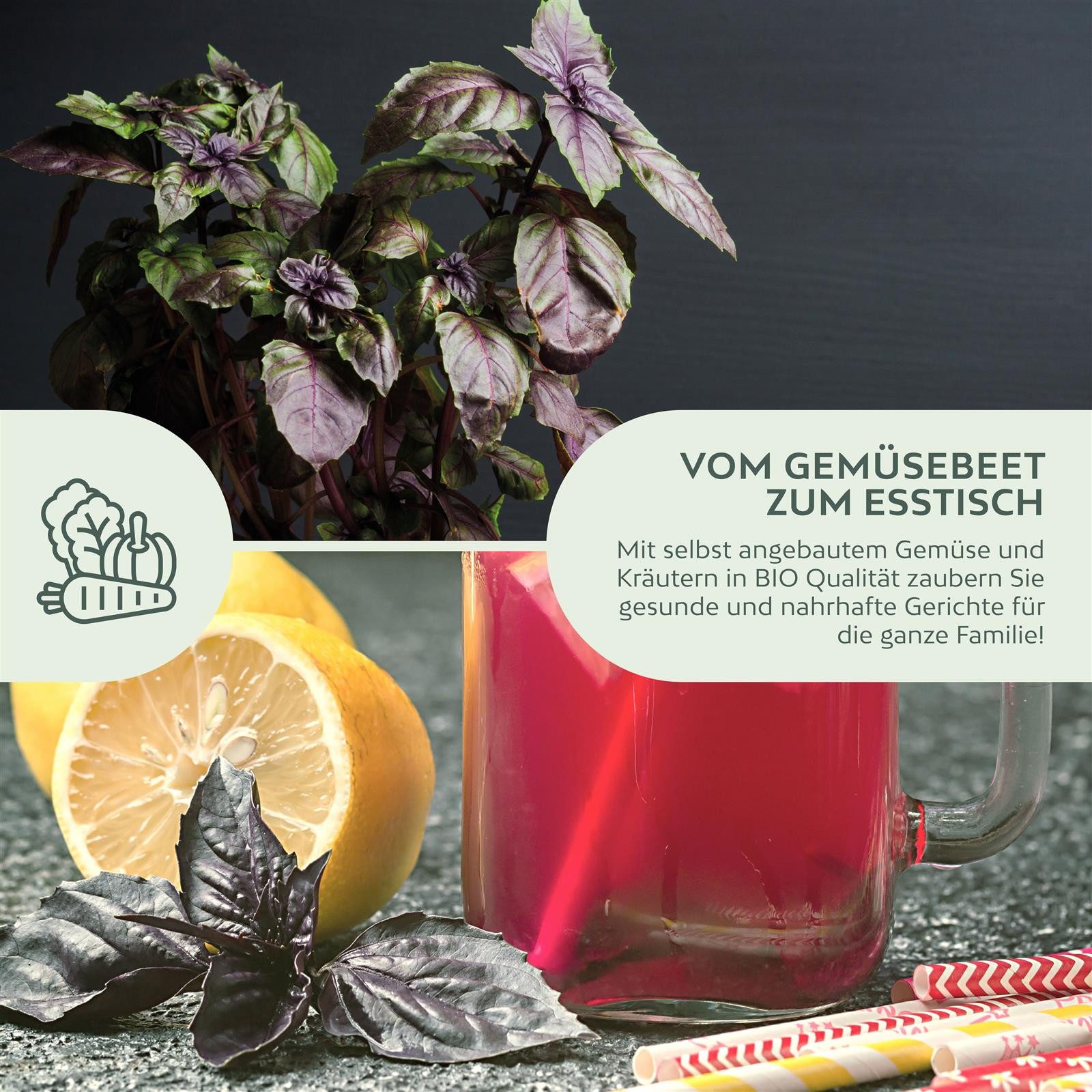 Growgreens Kräutersamen BIO Basilikum Samen Rot - Küchenkräuter Saatgut bio. Anbau (400 Korn) – Bild 3 von 5