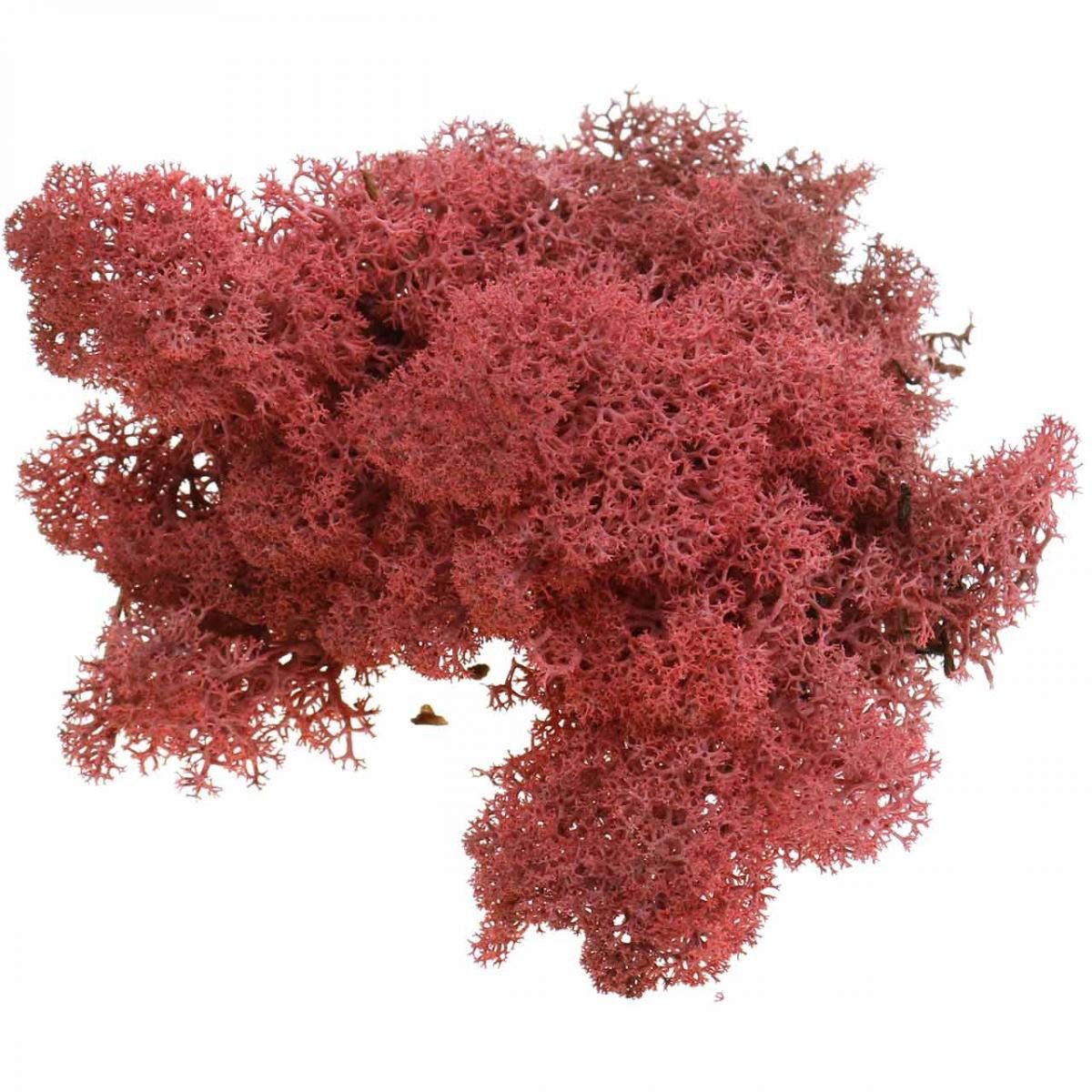 Bastelmoos Deko-Moos Rot Bordeaux Islandmoos Rentiermoos Finnlandmoos Basteln