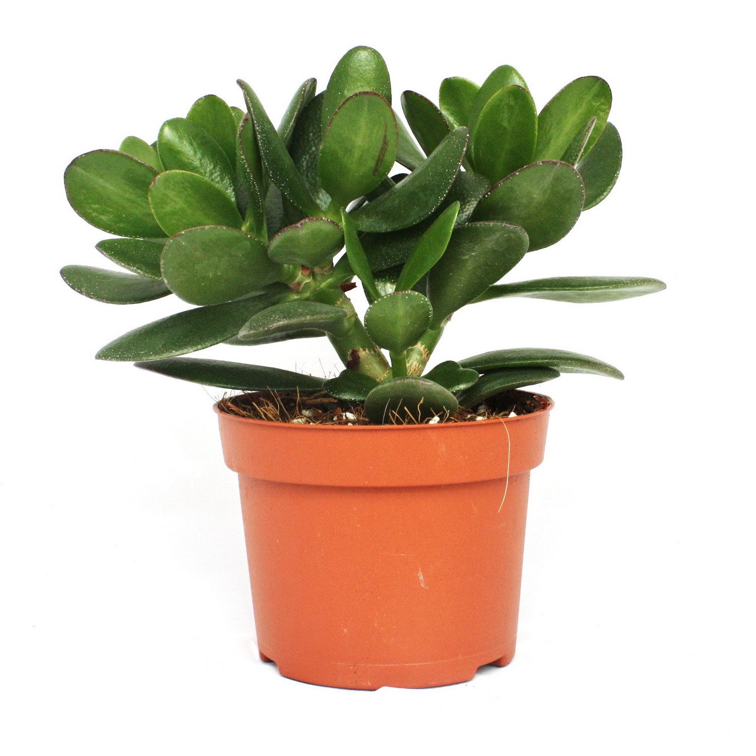 Exotenherz Kaktus Crassula portulacea - Geldbaum - große Pflanze im 12cm To günstig online kaufen