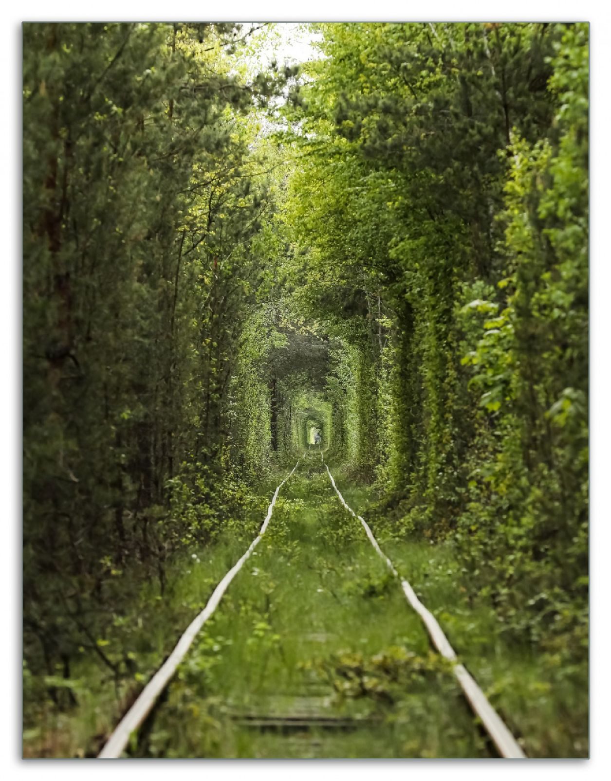 Wallario Herd-Abdeckplatte Verwunschener Tunnel aus Bäumen, ESG-Sicherheitsglas, (Glasplatte, 1 tlg., inkl. 5mm Noppen), verschiedene Größen