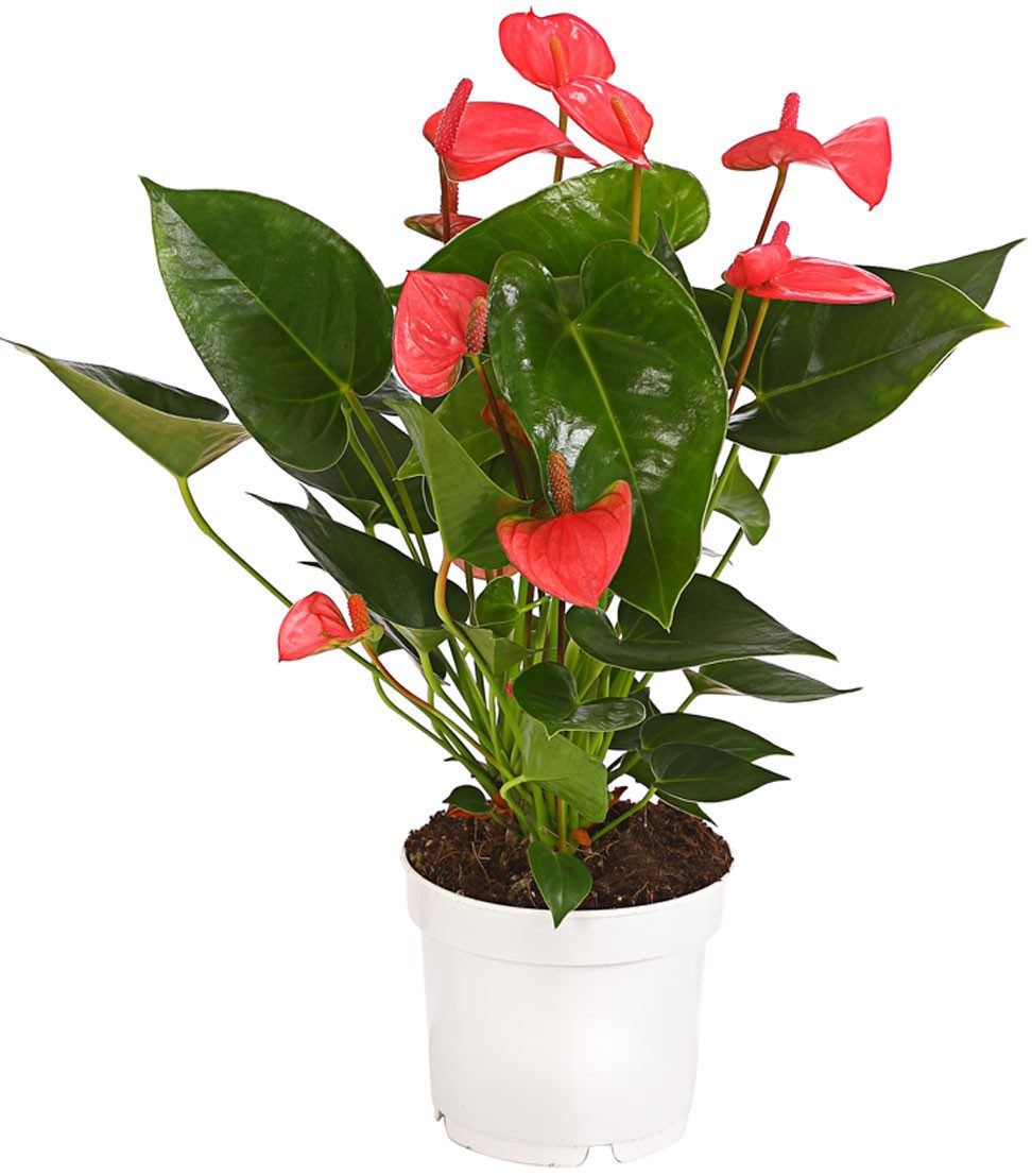 Dehner Zimmerpflanze Große Flamingoblume, Anthurium andreanum, ca. 30-35 cm, pink, auffallende, pinke Einzelblüten