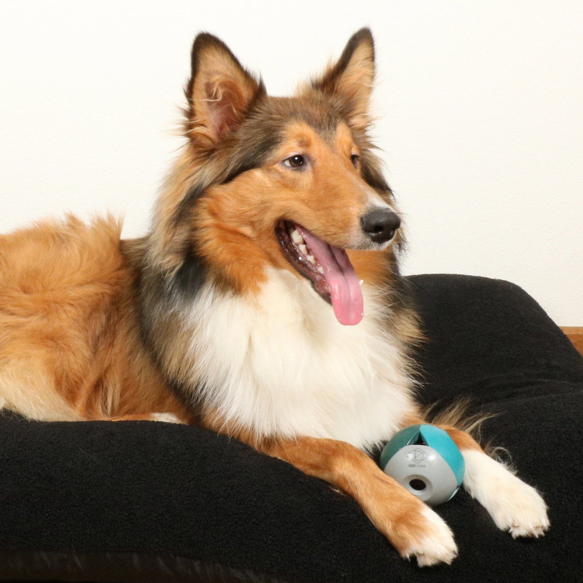 D&D Tierball Hundespielzeug Luca Lagoon blau