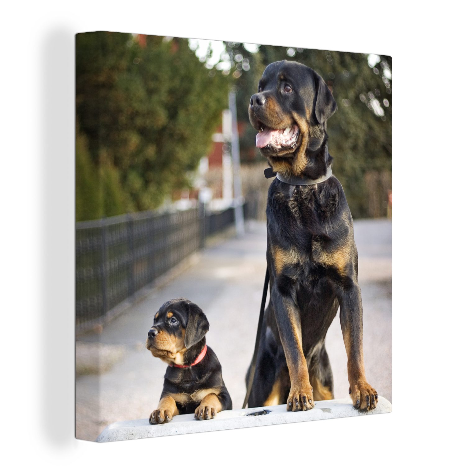 OneMillionCanvasses® Leinwandbild Rottweiler-Welpe neben einem erwachsenen Rottweiler, (1 St), Leinwand Bilder für Wohnzimmer Schlafzimmer