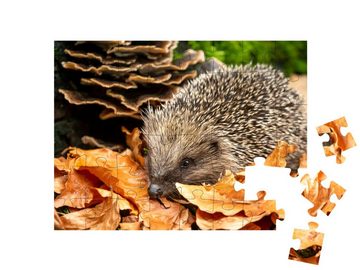 puzzleYOU Puzzle Süßer Igel im Herbstlaub, 48 Puzzleteile, puzzleYOU-Kollektionen Igel, Tiere in Wald & Gebirge