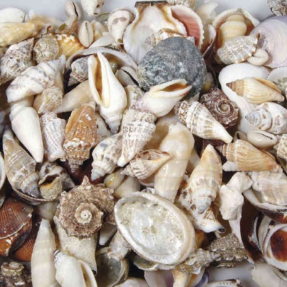 Eurosand Dekoobjekt MUSCHELN 250gr. NATUR