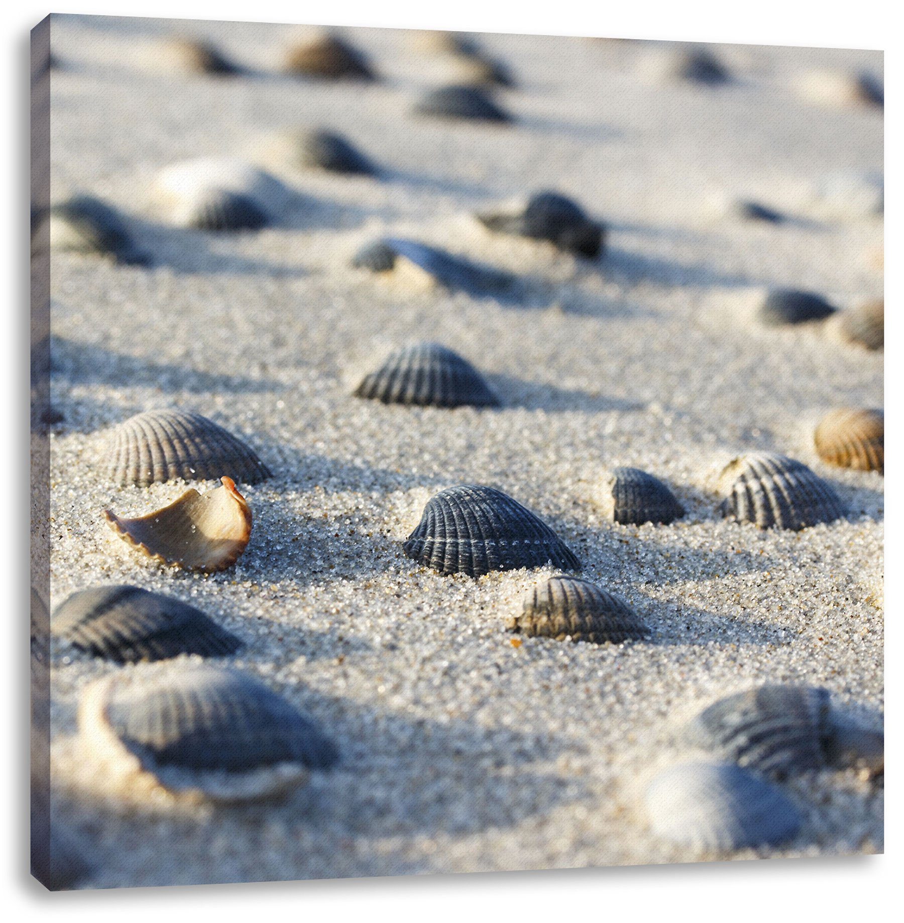 Pixxprint Leinwandbild Muscheln im Sand, Muscheln im Sand (1 St), Leinwandbild fertig bespannt, inkl. Zackenaufhänger | Leinwandbilder