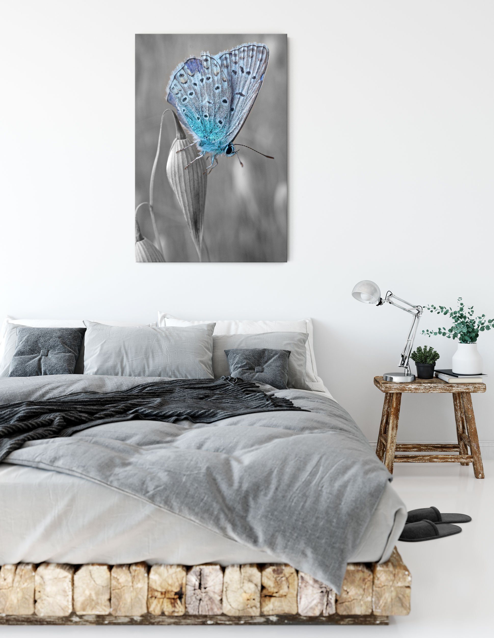 Pixxprint Leinwandbild Leinwandbild Schmetterling, St), Schmetterling blauer Zackenaufhänger (1 inkl. bespannt, fertig blauer wunderschöner wunderschöner