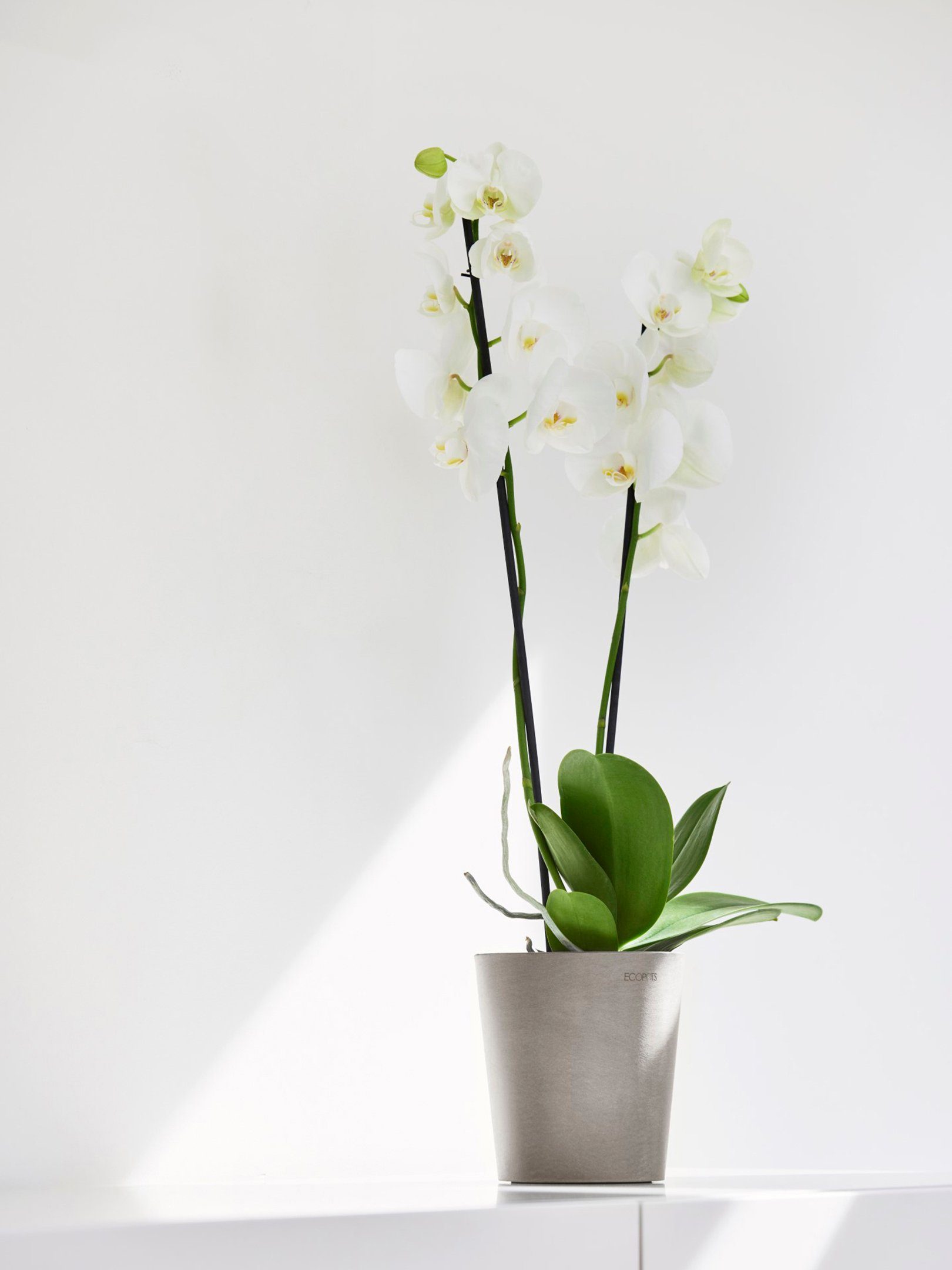 ECOPOTS Blumentopf Morinda Orchidee 14 Taupe, günstig online kaufen