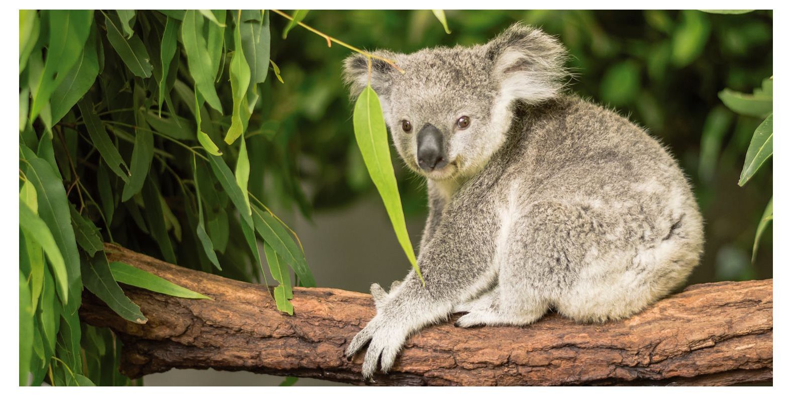postkarten-universum.de Postkarte Panorama-Postkarte Faszination Erde "Koala", Erwachsene
