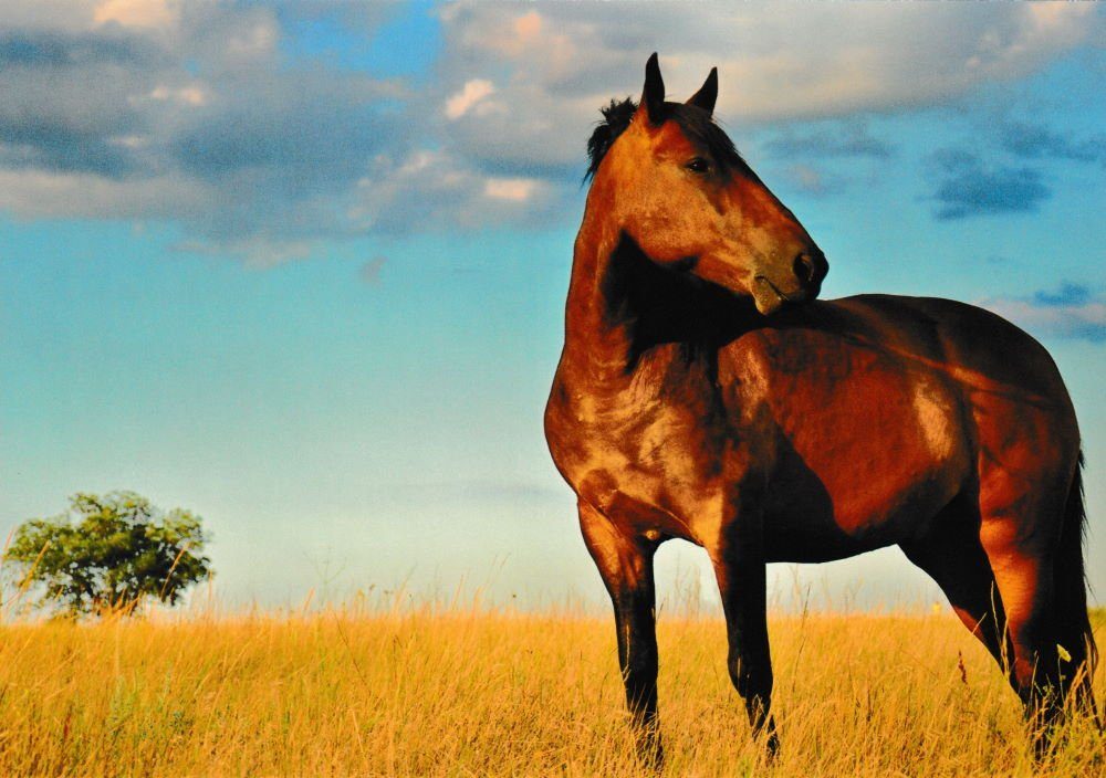 Postkarte nbuch "Pferde * * Horses Chevaux" 24 mit Pferde-Motiven edlen