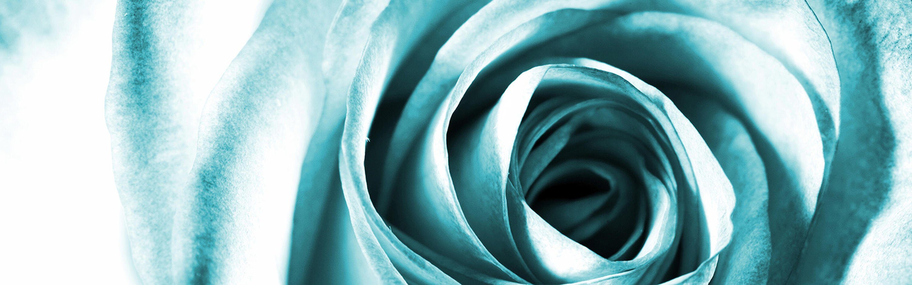 wandmotiv24 Küchenrückwand Blaue Rose Blüte, Premium versch. (1-tlg), in Hartschaum Größen Nischenrückwand