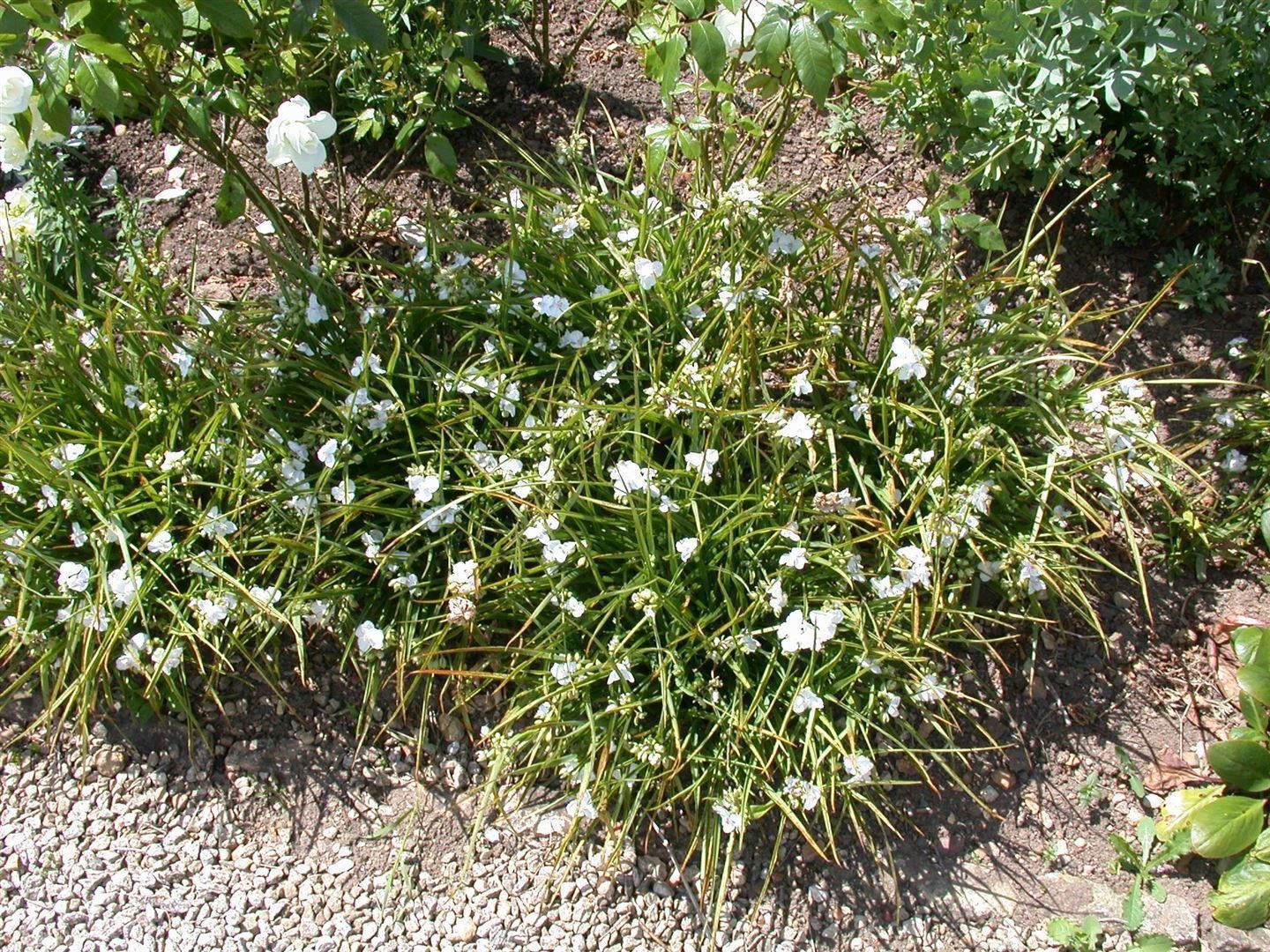 Pflanzen für Dich Staude Tradescantia and. weiß, 1 St., Dreimasterblume, Weißblühende Dreimasterblume