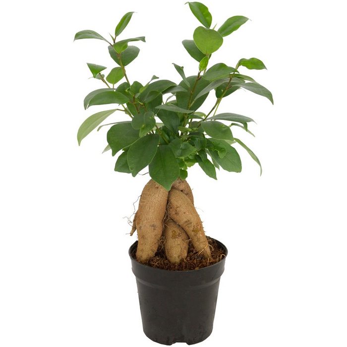 Dominik Zimmerpflanze Ginseng-Feige Höhe: 15 cm 1 Pflanze