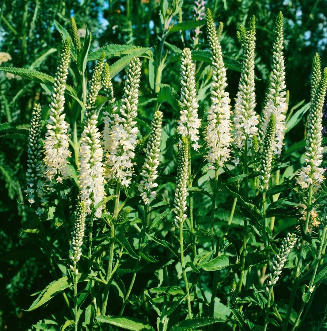 Pflanzen für Dich Staude Veronica spic. Alba, 1 St., Ähriger Ehrenpreis, Weißer Ehrenpreis