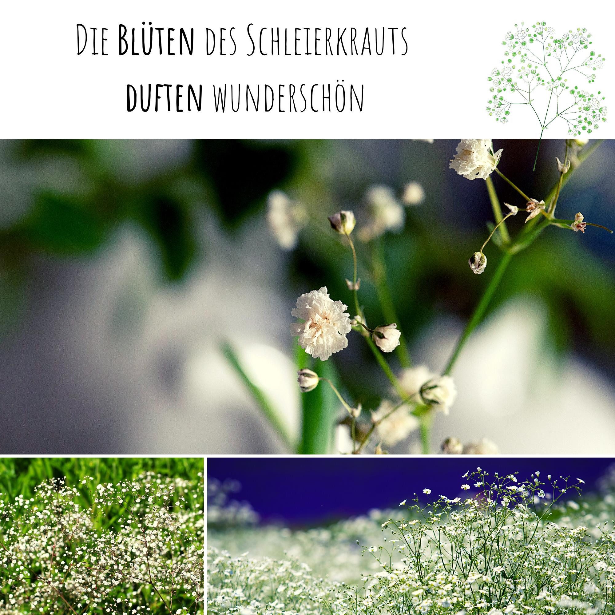 HappySeed Blumensamen Schleierkraut Samen - Gypsophilia paniculata, Blumen