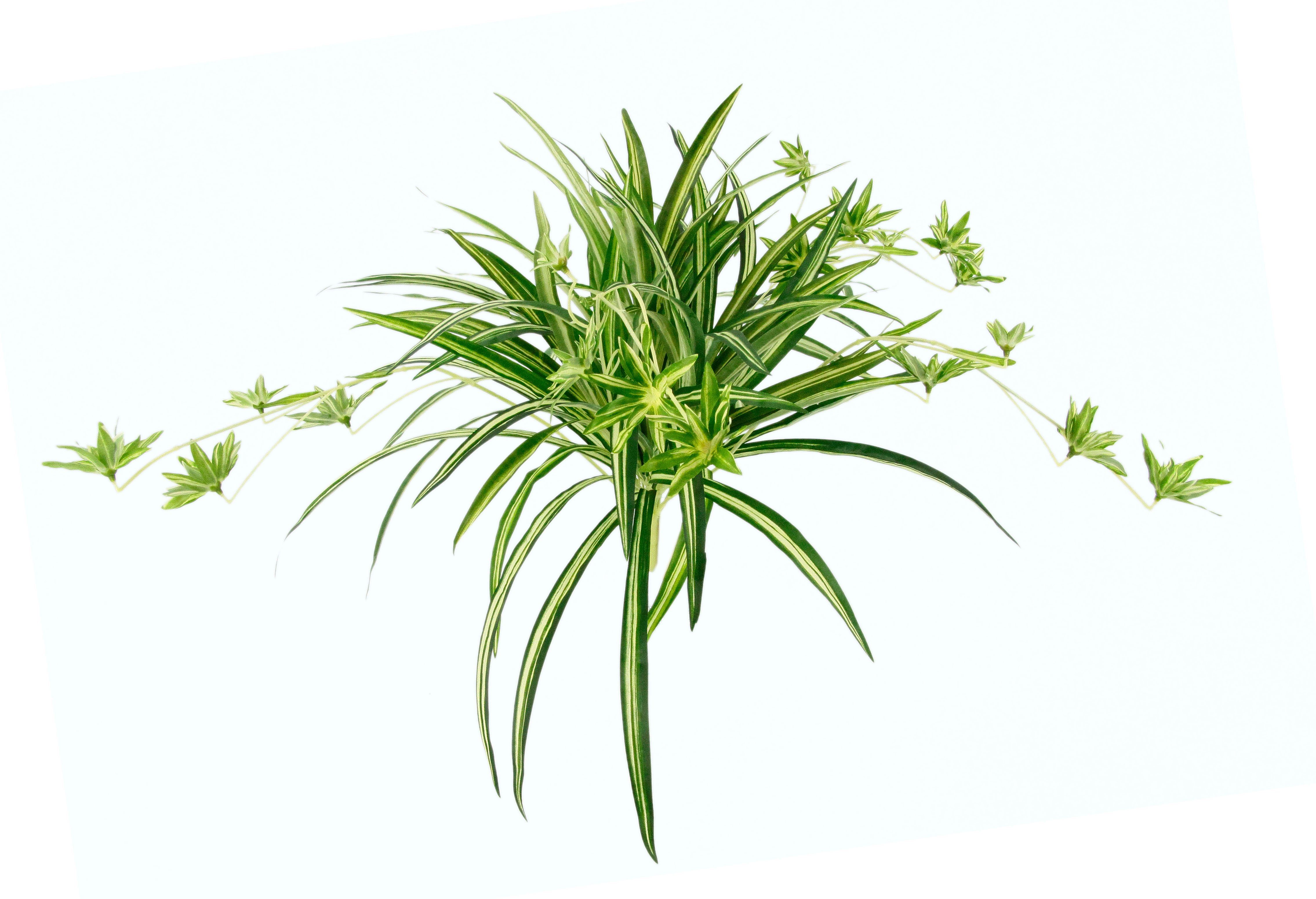 Höhe Kunstpflanze I.GE.A., Wasserlilie, cm 38