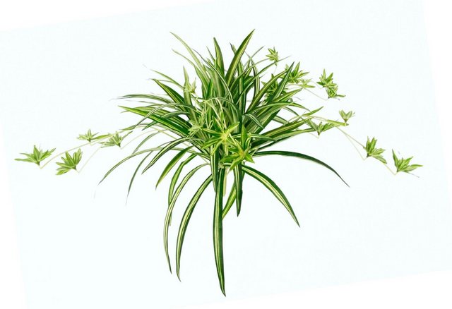 Kunstpflanze »Wasserlilie«, I.GE.A., Höhe 38 cm-Otto