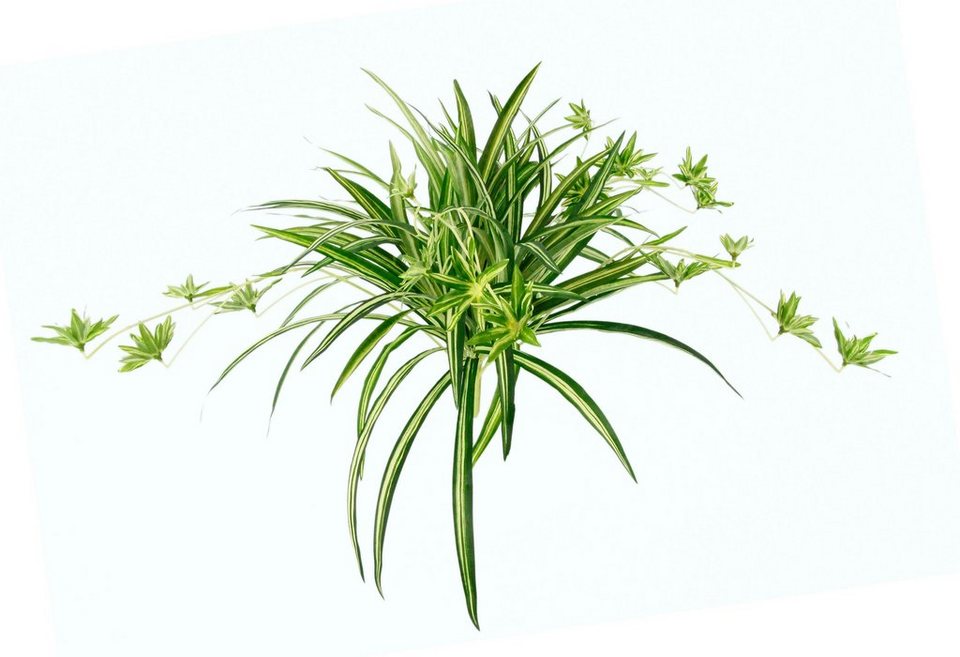 Kunstpflanze Wasserlilie, I.GE.A., Höhe 38 cm