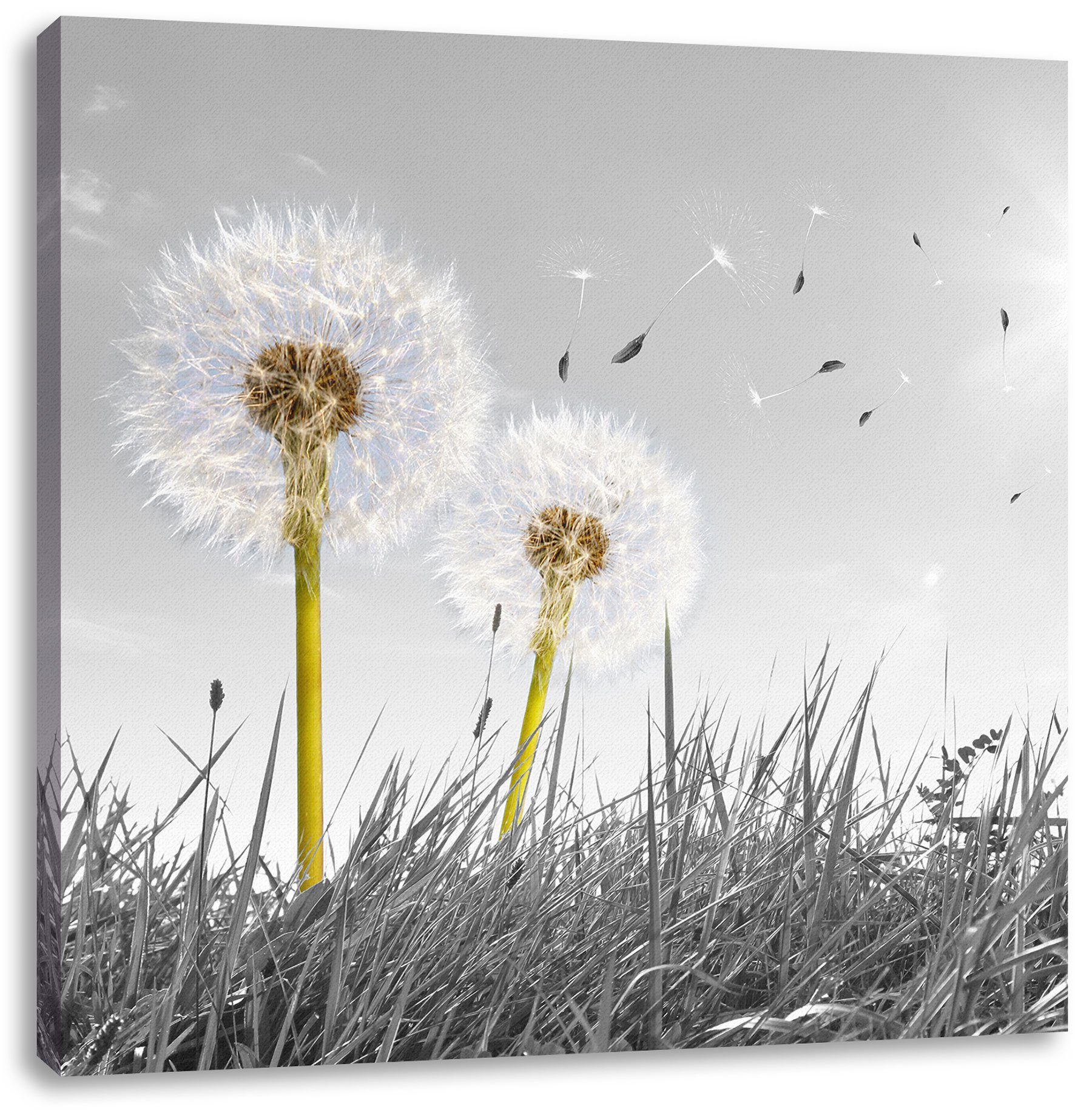 Pixxprint Leinwandbild Pusteblumen auf Wiese, Pusteblumen auf Wiese (1 St), Leinwandbild fertig bespannt, inkl. Zackenaufhänger