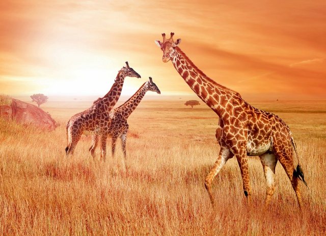Papermoon Fototapete »African Giraffes«, glatt-Otto