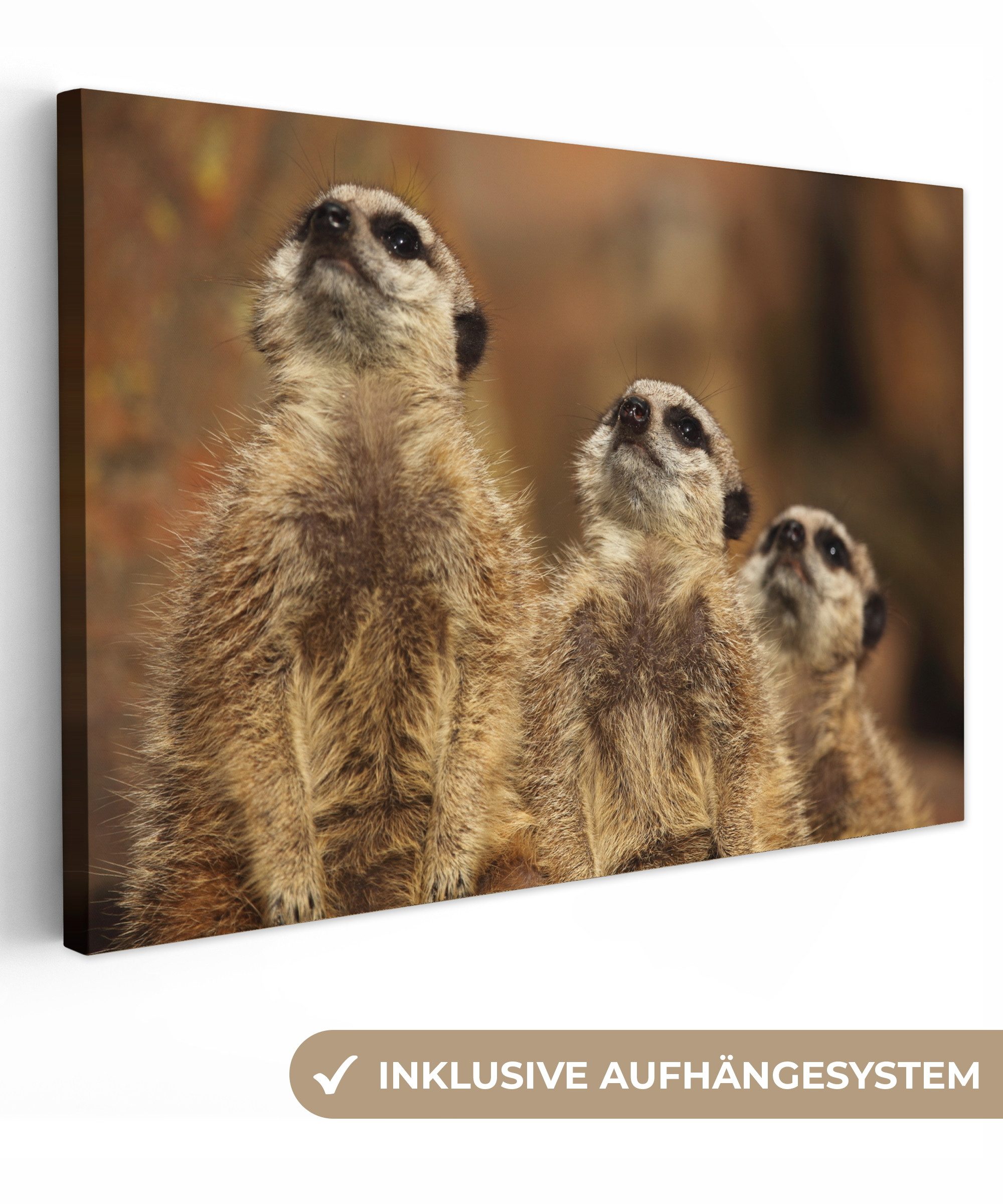 OneMillionCanvasses® Leinwandbild Sonne - Erdmännchen - günstig online kaufen