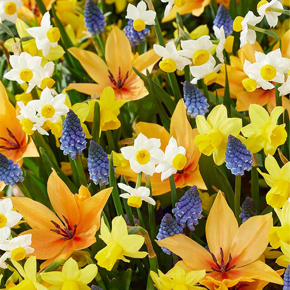 Bloomique Blumenzwiebeln Mischung aus 50 - Wildblumen-Mischung - Mischung aus 4 Arten - Blumenz, (50-St)