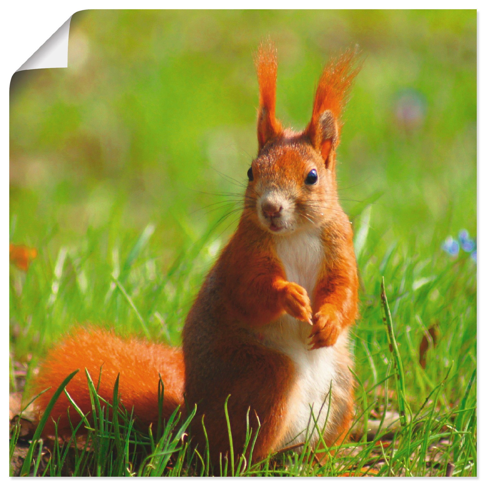 Artland Wandbild Eichhörnchen Poster Wandaufkleber (1 Wildtiere versch. Größen als Leinwandbild, St), oder Kontakt, in
